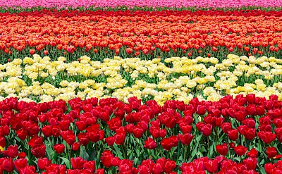 Striped tulip fields, Netherlands. Unsplash:Jeroen Van Dijk