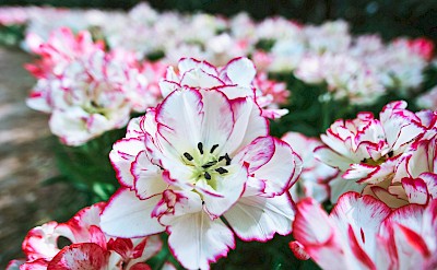 White and pink tulips, Netherlands. Unsplash:Nicola Pavan