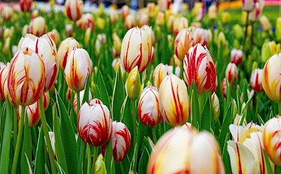 White and red tulips, Netherlands. Unsplash:Mihaela Claudia Puscas
