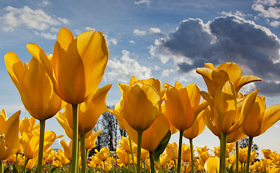 Yellow tulips in the Netherlands! Photo via Flickr:stokesrx 52.264628, 4.544907