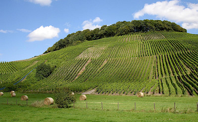 Vineyard-covered hills in Remich, Luxembourg. Flickr:sjaakkempe