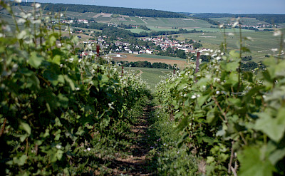 Champagne region near Epernay, France. Flickr:Pug Girl