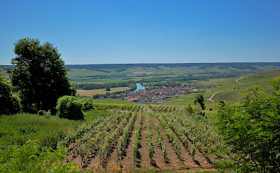 Champagne region near Epernay, France. Flickr:Random_fotos