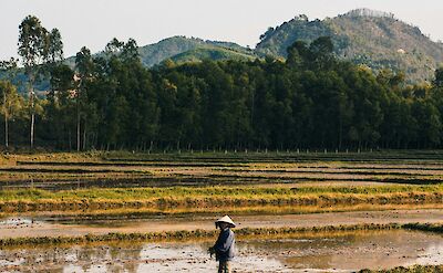 Farmer harvesting their crop, Hoi An, Vietnam. Unsplash:Pete Walls