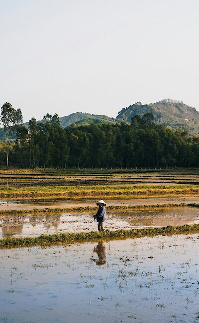 Farmer harvesting their crop, Hoi An, Vietnam. Unsplash:Pete Walls