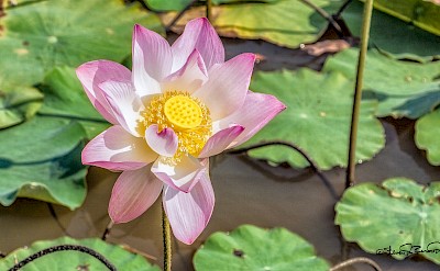 Lotus Flower in rural Cambodia. Flickr:Steven dosRemedios