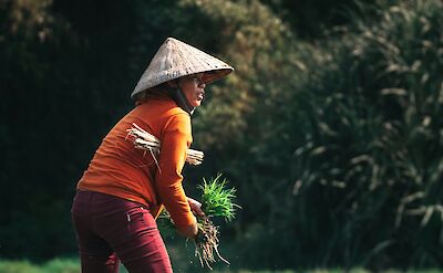 Woman harvesting crops, Hoi An, Vietnam. Unsplash:Kiril Dobrev