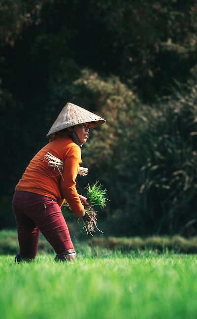 Woman harvesting crops, Hoi An, Vietnam. Unsplash:Kiril Dobrev