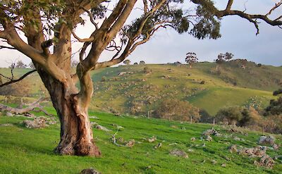Tree on the hill, Barossa Valley, Adelaide Hills, Australia. Mick Orlick@Unsplash
