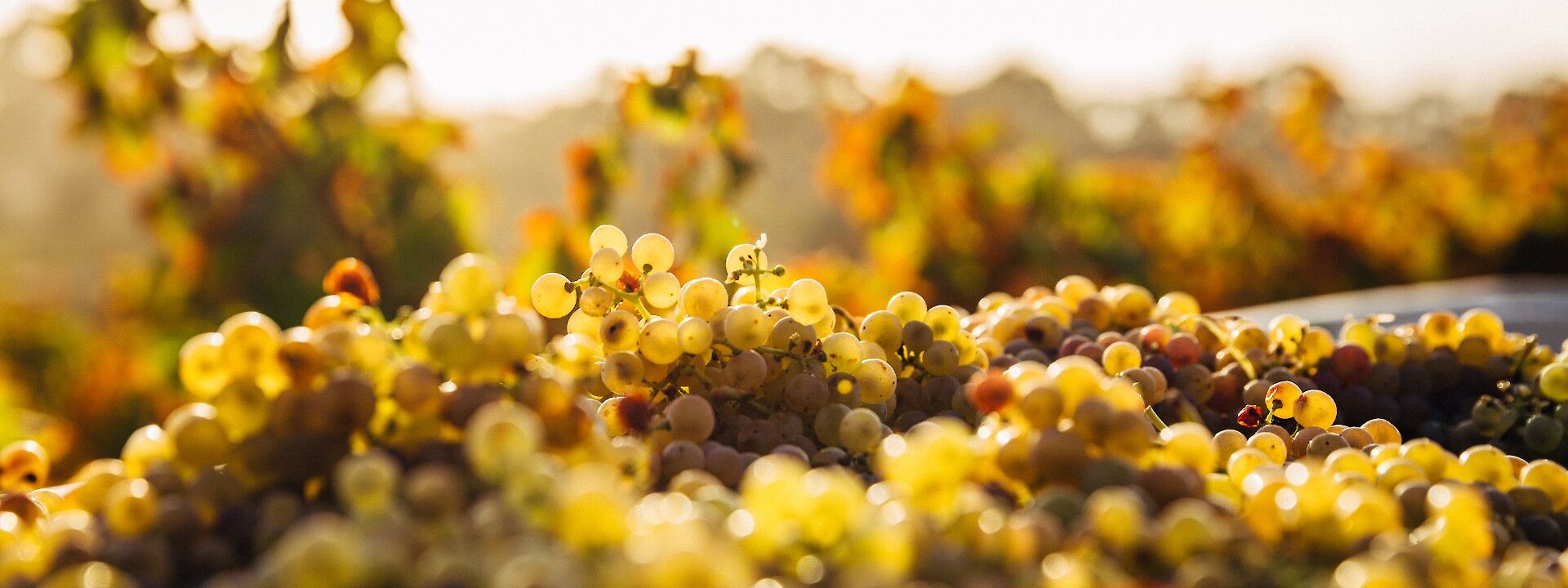 Golden grapes at Barossa Valley, Adelaide Hills, Australia. Thomas Schaefer@Unsplash