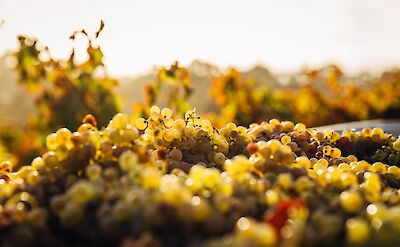 Golden grapes at Barossa Valley, Adelaide Hills, Australia. Thomas Schaefer@Unsplash