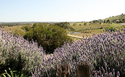Field of lavender, Barossa Valley, Adelaide Hills, Australia. Stephen Michael Barnett@Flickr