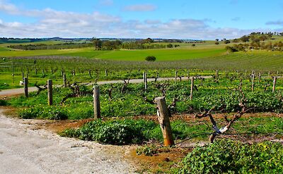 Vineyards of Barossa Valley, Adelaide Hills, Australia. Kyle Taylor@Flickr