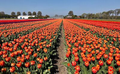 Colorful rows of tulips in full bloom | Photo from TO
