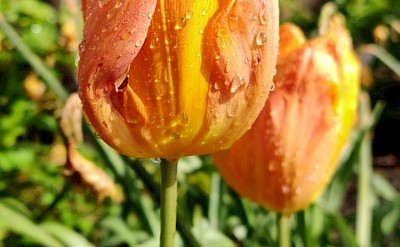 Dew on orange tulips, Netherlands. Unsplash:Cyncia Neunherz