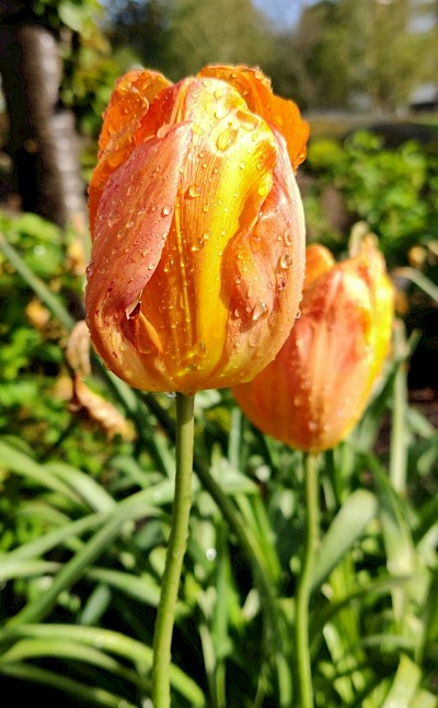 Dew on orange tulips, Netherlands. Unsplash:Cyncia Neunherz