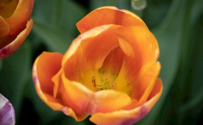 Inside an orange tulip, Netherlands. Unsplash:D Wayne Williams