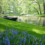 Tulip Tour - 5 day Photo