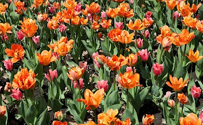 Small orange tulips, Netherlands. Unsplash:AH Morgan