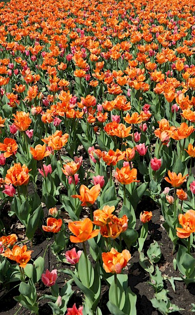 Small orange tulips, Netherlands. Unsplash:AH Morgan