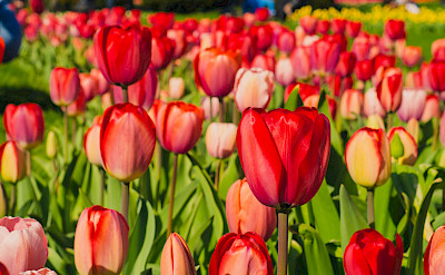Red tulips blooming, Keukenhof, South Holland. Flickr:Kelly Sikkema 52.269485445785705, 4.54872531247588