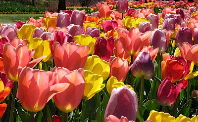 Tulip heaven in the Netherlands. Flickr:Steven Bittinger