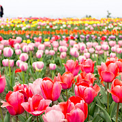 Tulip Tour - 5 day Photo