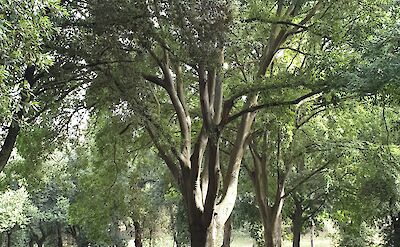 Trees in Villa Borghese, Rome, Italy. Silvia Ambrosini@Unsplash