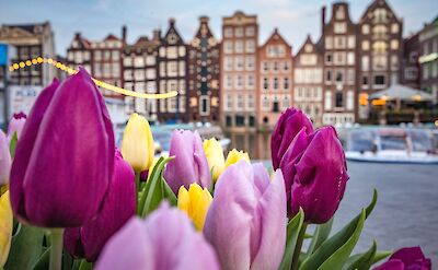 Tulips and authentic Dutch architecture in the background. Unsplash: Catalina Fedorova