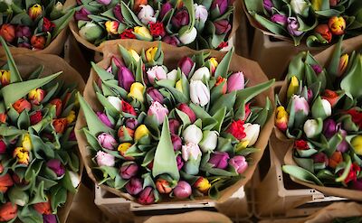 Bunches of tulips, Netherlands. Unsplash: Alice Dietrich