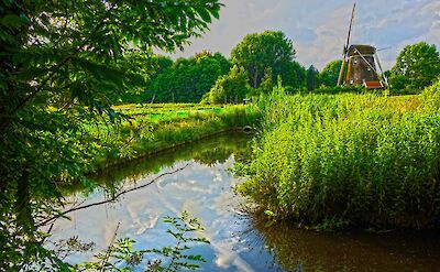 Flourishing greenery near the Riekermolen, Amsterdam. Flickr: Mabel Amber