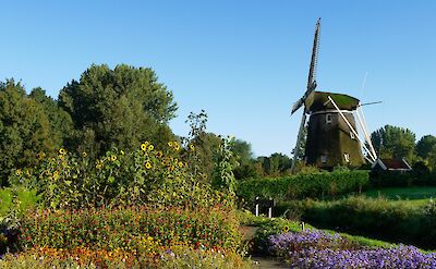 Wildflowers around the Riekemolen, Amsterdam, Netherlands. Flickr: Marie Therese Hebert Jean Robert Thibault