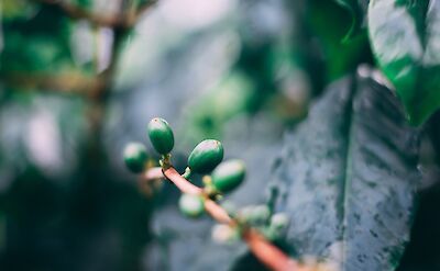 Coffee Plant in the Blue Mountains, Montego Bay, Jamaica! Unsplash: Marc Babin