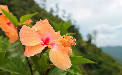 Orange hibiscus flower, Blue Mountain, Jamaica. Flickr: Robert Howell