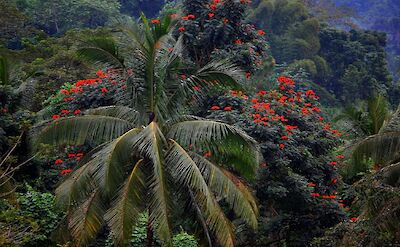 Red Flowers and Palm Trees, Blue Mountain, Jamaica. Flickr: Midnight Believer