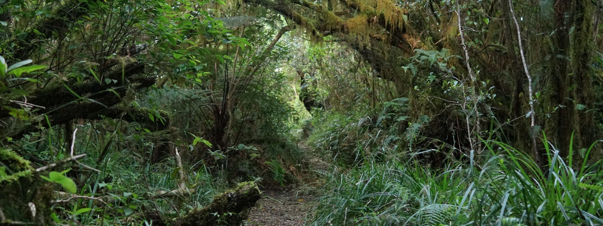 Path in the Blue Mountain, Jamaica. Unsplash:Mario Allen