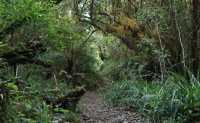 Path in the Blue Mountain, Jamaica. Unsplash:Mario Allen