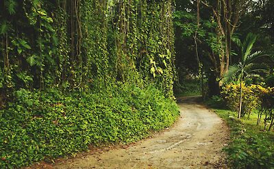 Dirt Path, Jamaica. Unsplash: Phillip Glickman