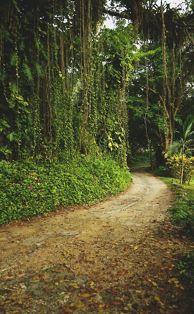 Dirt Path, Jamaica. Unsplash: Phillip Glickman