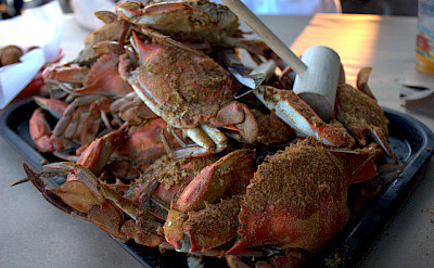 Maryland's famous crabs - a huge Eastern Shore treat! Photo via Flickr:scaredy_kat