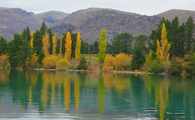 Autumnal trees reflected in Lake Dunstan, Cromwell, New Zealand. Flickr: Denis Bin