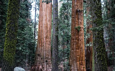 Giant Sequoias, Yosemite National Park, California, USA. Unsplash: Josh Carter