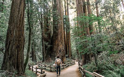 Man in Muir Woods, California, USA. Unsplash: Caleb Jones