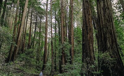 Admiring nature in Muir Woods, California, USA. Unsplash: David Jowanka