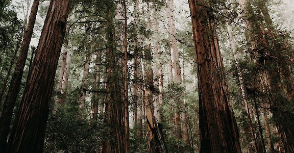 Muir Woods, California, USA. Unsplash: Josh Felise