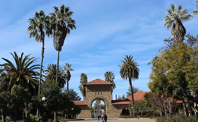 Palm Trees, Palo Alto, California, USA. Unsplash: Blair Morris