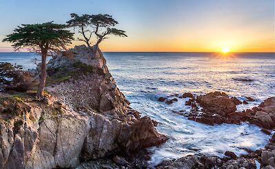 The lone Cypress, California, USA. Unsplash: Hendrik Cornelissen