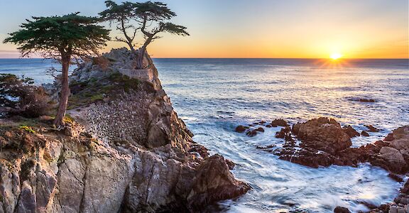 The lone Cypress, California, USA. Unsplash: Hendrik Cornelissen
