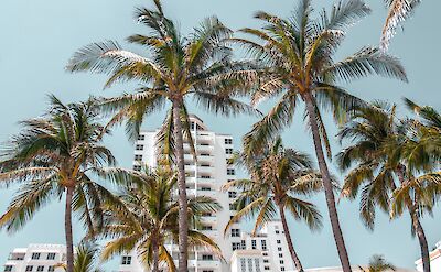 Palm trees, Miami Beach, Florida. Unsplash: Kian Lem