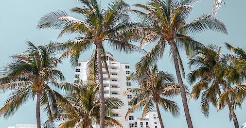 Palm trees, Miami Beach, Florida. Unsplash: Kian Lem